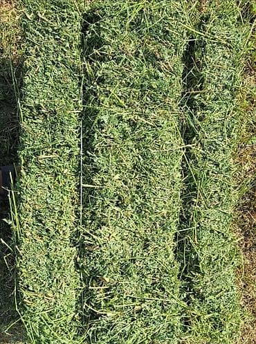 сколько стоит обезьяна в кыргызстане: Продаю | Бык (самец) — 1