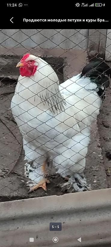 Айыл-чарба жаныбарлары: Сатам | Короздор | Брама | Көбөйтүү үчүн — 3