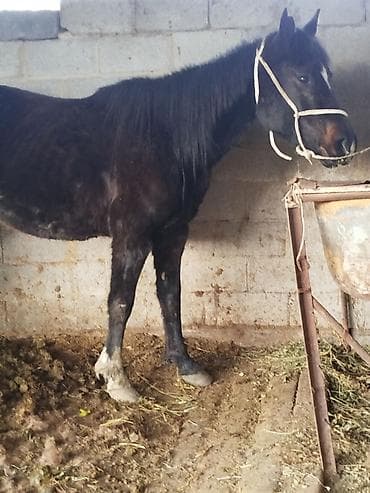 цена вислоухих котят: Продаю | Кобыла (самка), Жеребенок | Для разведения — 1