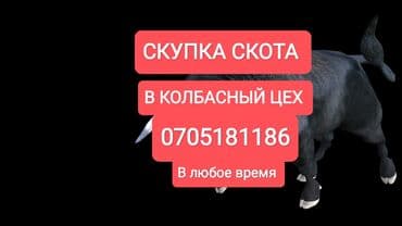 продажа быков: Куплю | Коровы, быки, Лошади, кони | Круглосуточно, Любое состояние, Забитый — 1
