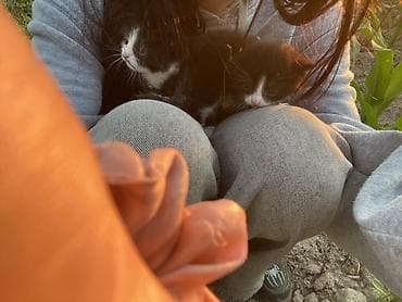 котёнок токмок: ОТДАМ СРОЧНО Два очаровательных котёнка с классическим чёрно-белым — 1