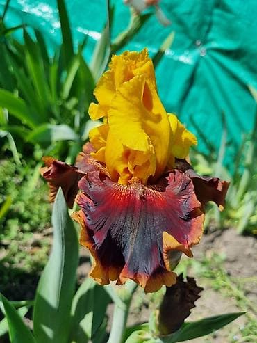 нитки ирис: В продаже саженцы сортовых ирисов из личной коллекции Все фото мои! — 7