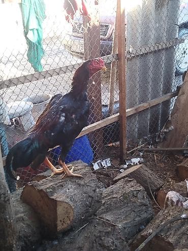 курици: Продаю | Петух | Бойцовая | Для разведения — 2