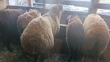 ат байтал: Продаю | Ягненок | Меринос | Для разведения | Ярка — 6