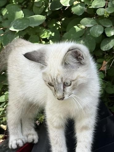 Үй жаныбарлары: Котёнок с окраском поинт (светлая шерсть с серо-кремовыми отметинами) — 3