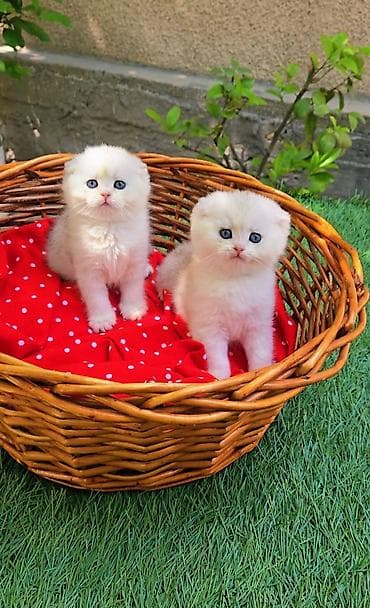 шотландская белая кошка: Шотландские котята. Scottish fold окрас серебристая шиншилла — 3