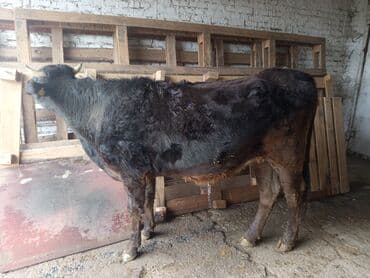 Грызуны: Продаю | Корова (самка) | Полукровка | Для разведения | Нетель — 5