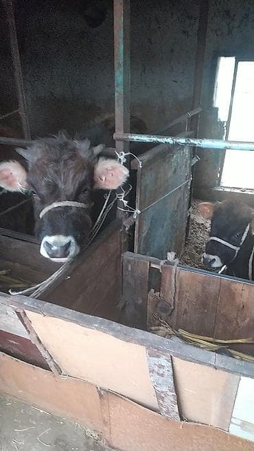 Продаю | Бык (самец) | На откорм | Привязанные at lalafo.kg Продаю | Бык (самец) | На откорм | Привязанные