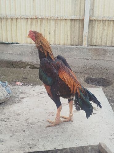 куплю корм для животных: Дакан тулок короз сатылат активный алмашу жолдору бар адрес Бишкек — 4