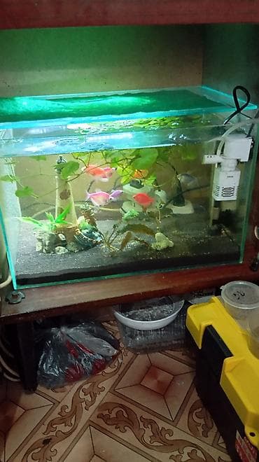 Продам аквариум на 30 литров со всем содержимым: Фильтр, тена, крышка