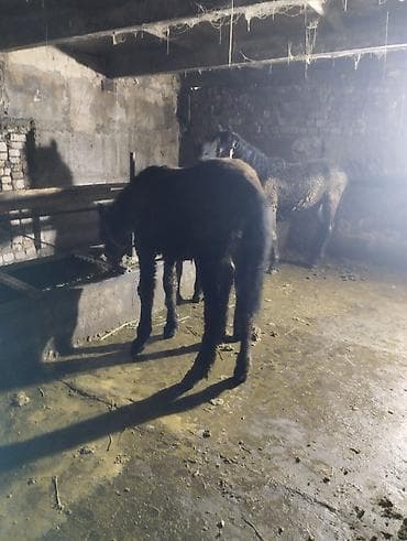 кок бору ат: Продаю | Жеребенок | Для разведения | Племенные — 4