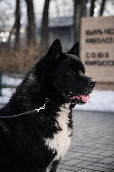 самые дешевые собаки: 3 года, Самец — 2