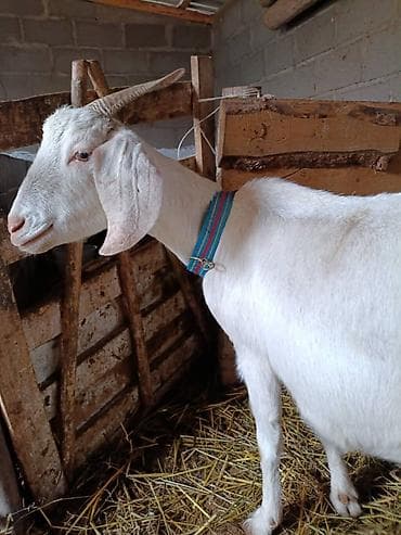 бишкектен уй сатылат: Сатам | Эчки (ургаачы) | Сүт алуу үчүн — 1