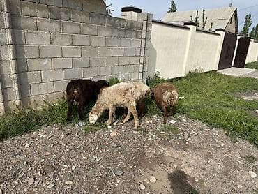 бараны аршан: Продаю | Овца (самка), Баран (самец) — 2