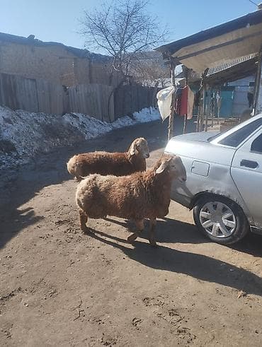 кой сойгуч: Продаю | Баран (самец) | Арашан | Для разведения | Племенные — 5