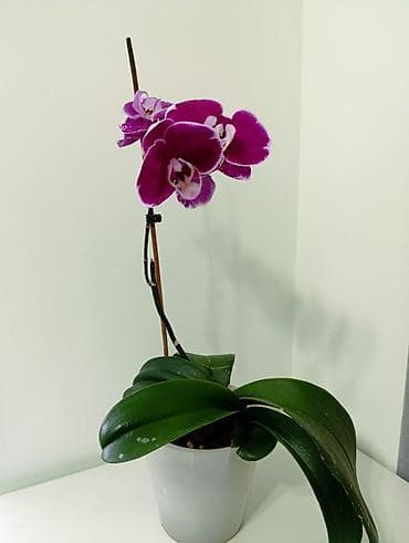 Жеке буюмдар: Фаленопсис в горшкена всех вото 4 горшочных цветка. каждое растение по — 7