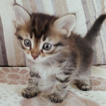 дом кошка: Котёнок классического окраса табби (тигровый мрамор) с пушистой — 1