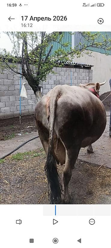 кара джигач: Продаю | Корова (самка) — 6