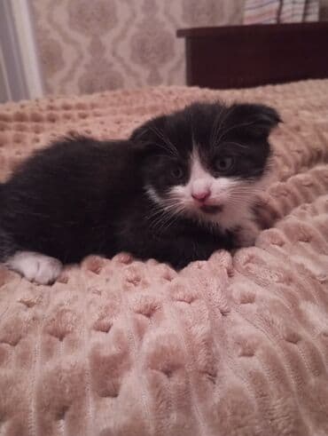 ак мышык: Скотиш Фолд (Шотландиялык шалпаң кулак), 2 айлык, Эркек, Аргын, Лотокко барууга үйрөтүлгөн, Курттардан тазаланган — 4