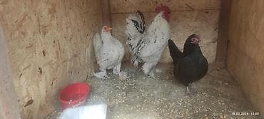 Другие животные: Продаю | Куры, Петух — 1