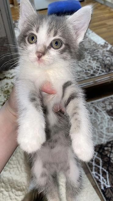 котята мейн кун бесплатно: Котята-домоседы, короткошёрстные, окрас на выбор: - серо-белый биколор — 4