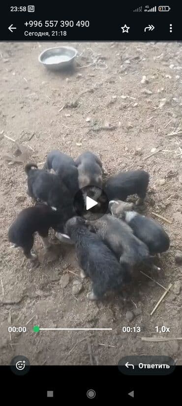 продажа французских бульдогов: ‼️‼️‼️‼️‼️‼️💕💕💕💕срочно нужен любящий хозяин, телефон на фото — 2