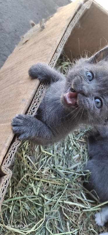 потеряли кошку: 2 месяца, Девочка — 4