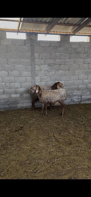 Үй жаныбарлары үчүн товарлар: Сатам | Ургаачы кой (ургаачы) | Көбөйтүү үчүн — 1