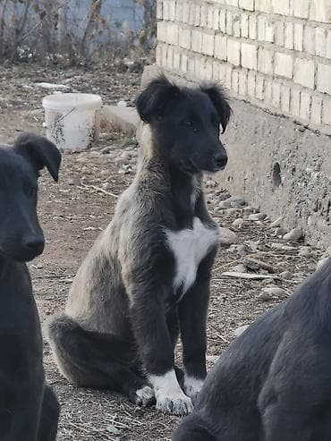 Продажа собак: Собака даром: Дворняжка, 4 месяца, Самка — 2