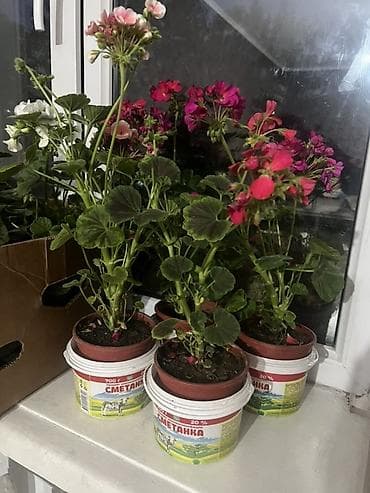 Пеларгония (герань) в горшках — цветущие кустики разных оттенков — 1