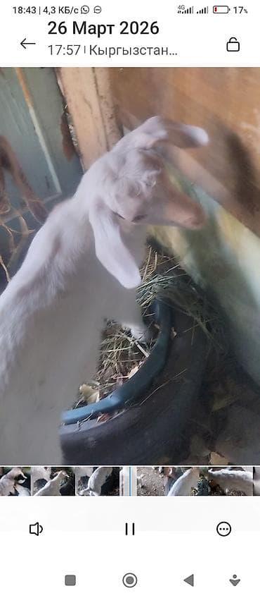 высокоудойные коровы: Продаю | Козлёнок | Полукровка | Для разведения — 1