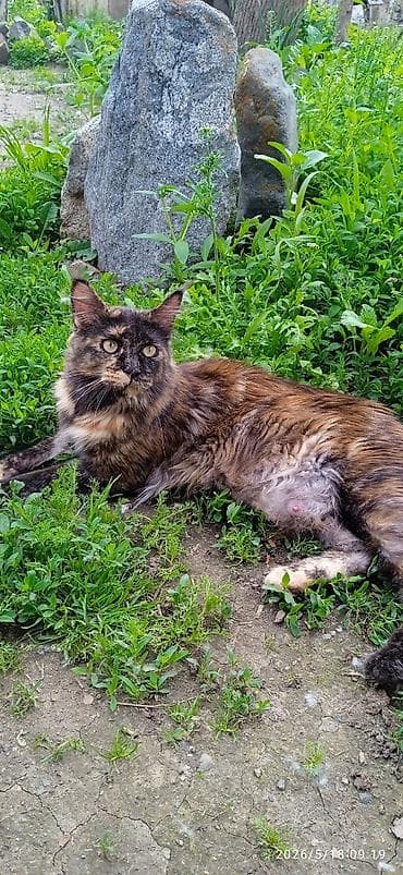 ош котенок: Мейн-кун, 1 год, Девочка, Приучена к лотку, Проглистована — 5