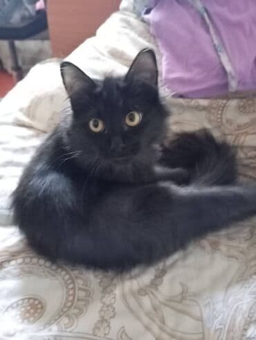 рэгдолл купить: Котята домашние, пушистые и ласковые. - Окрас: колор-пойнт (светлый — 4