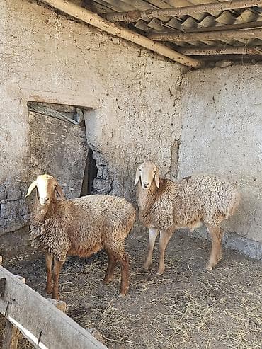Продаю | Овца (самка) | Для разведения at lalafo.kg Продаю | Овца (самка) | Для разведения
