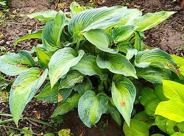 green leaf: Хоста декоративная (садовый многолетник) - Сортовая хоста с крупными — 1