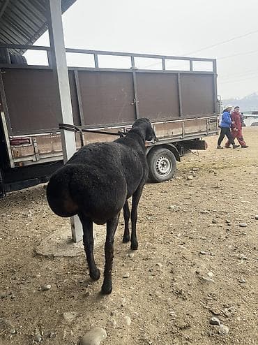 сколько стоят кролики домашние: Продаю | Баран (самец) | Для разведения | Осеменитель — 6