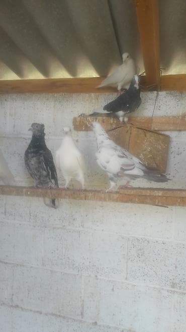 куплю бакинских голубей: Голуби декоративные/лётные, разноокрашенные. Описание: - Породы и — 2