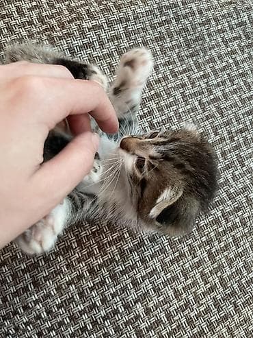 Котята, домашнее выращивание. - Возраст: 2 месяца. - Окрас: -