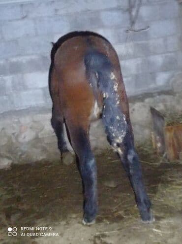Грызуны: Продаю | Жеребенок | Конный спорт — 3