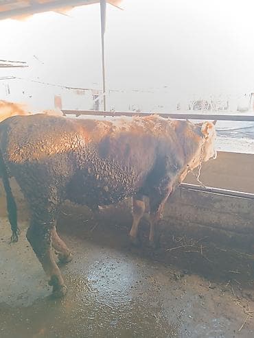 Собаки: Продаю | Бык (самец) | На откорм | Привязанные — 6