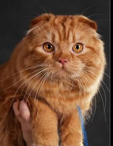 Аквариумы: Шотландский вислоухий кот, окраса рыжий табби (яркие полосы по — 1