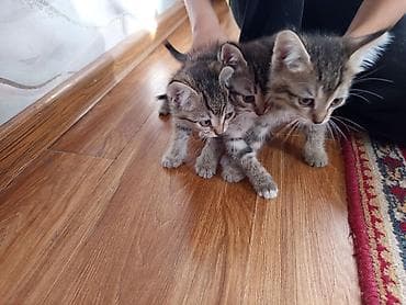 Үй жаныбарлары: Котята тигрового окраса Отдам в хорошие руки бесплатно - Порода — 2