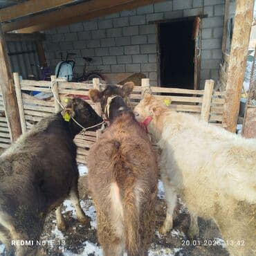коровы телечки: Продаю | Тёлка | На откорм | Привязанные — 1