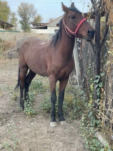 продажа щенков немецкой овчарки с документами в бишкеке: Продаю | Конь (самец) | Рабочий — 3