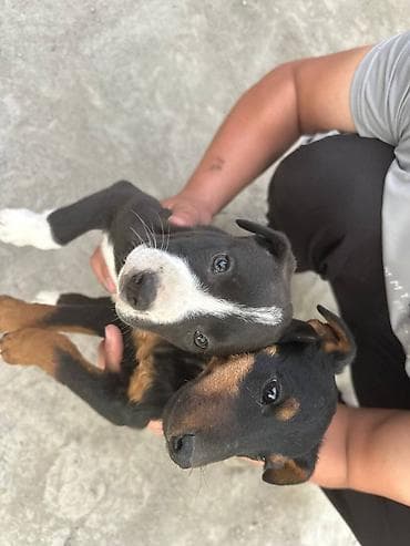 продажа домашних животных: Ягдтерьер, 1 месяц, Самец — 3