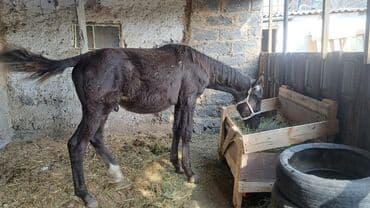 продаю охотничий собаку дратхар: Продаю | Жеребенок | Рабочий — 1