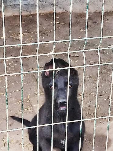 чон ит: Щенки немецкой овчарки 3.5месяца все прививки зделаны Черный щенок с — 1