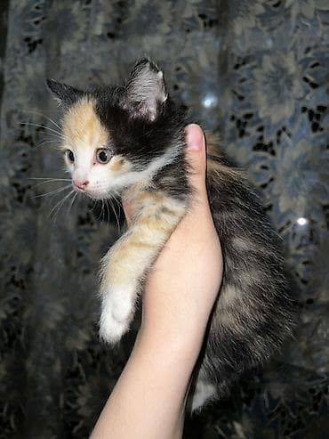 кошки манчкины: Ищем дом для котят 🐾 5 малышей, 1,5 месяца: 3 девочки и 2 мальчика — 2