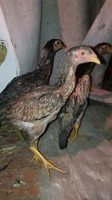 ко шомо: Продаю | Куры | Дакан | Для боев — 6