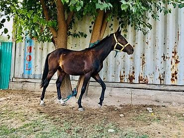 продать кошку: Продаю | Жеребец | Конный спорт | Племенные — 1